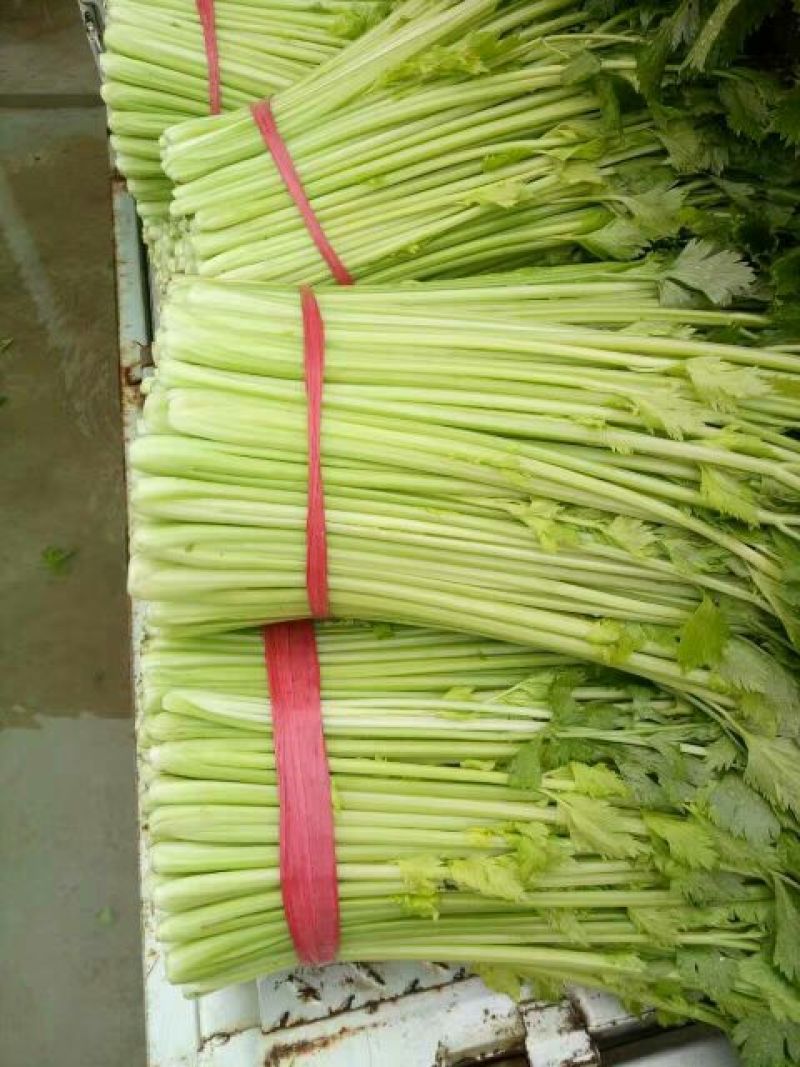 西芹50cm以上精品包装无夹心