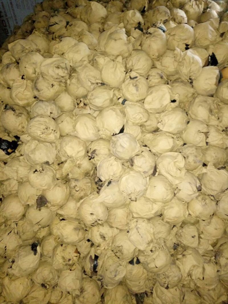 晚秋黄梨600g以上纸袋