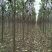 揪树4m以上