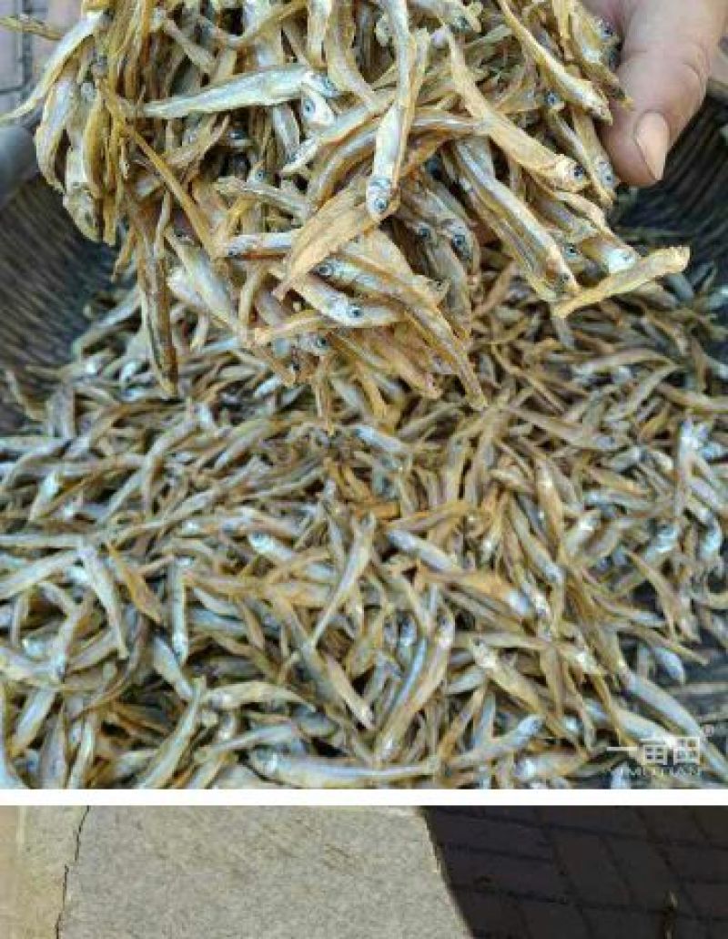 鱼干日晒鱼干