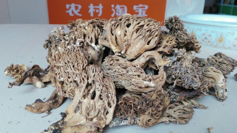 珊瑚菌鹿茸菇野生菌干货