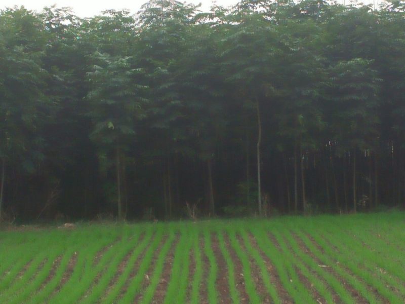 栾树2~4cm4~6cm3.5~4米