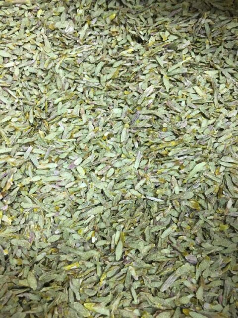 浙江雁荡山铁皮石斛切片易冲泡