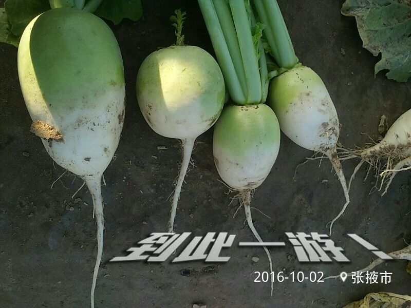 青萝卜1~1.5斤起