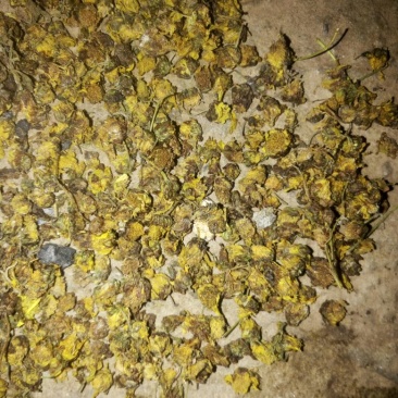 野菊花颗粒