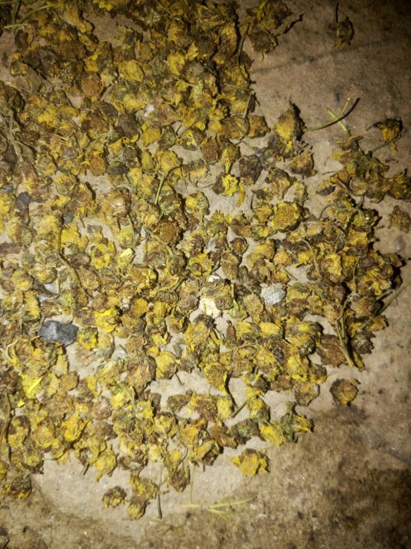 野菊花颗粒