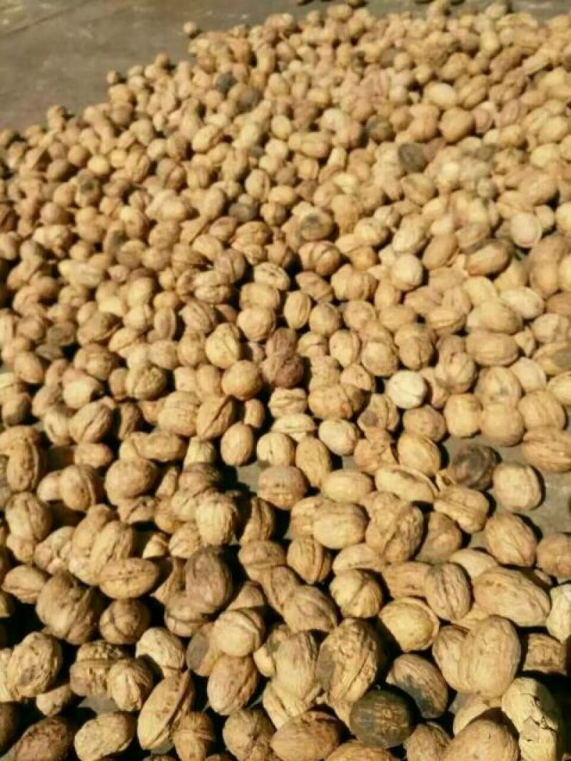 绵核桃去皮干