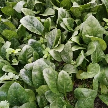 大叶菠菜10~15厘米