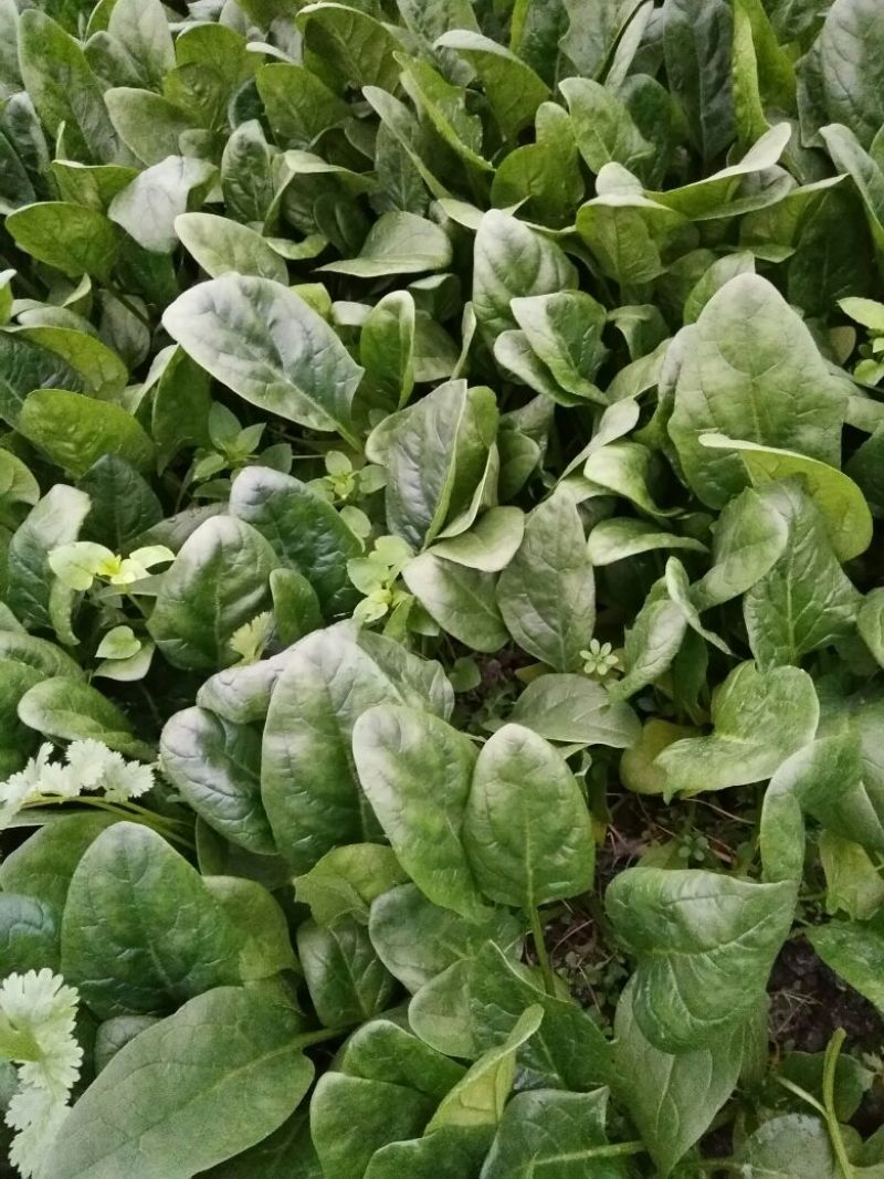 大叶菠菜10~15厘米