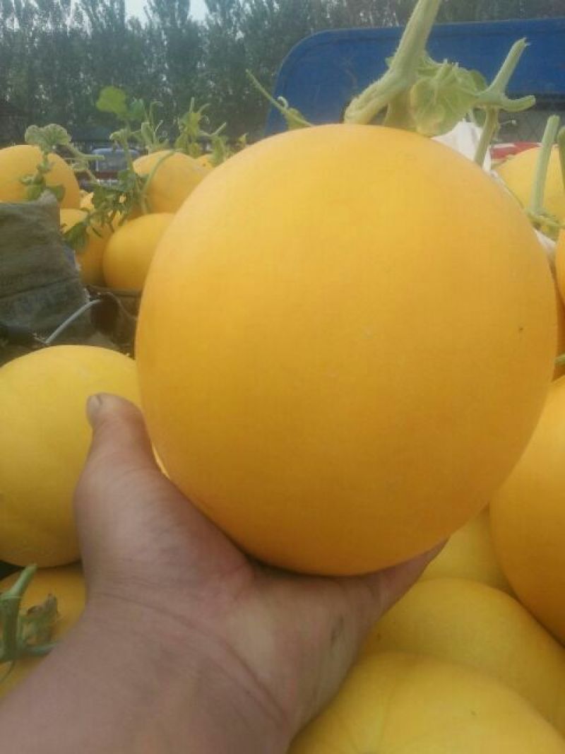 九红瑞香瓜3月份大量上市