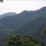 山核桃