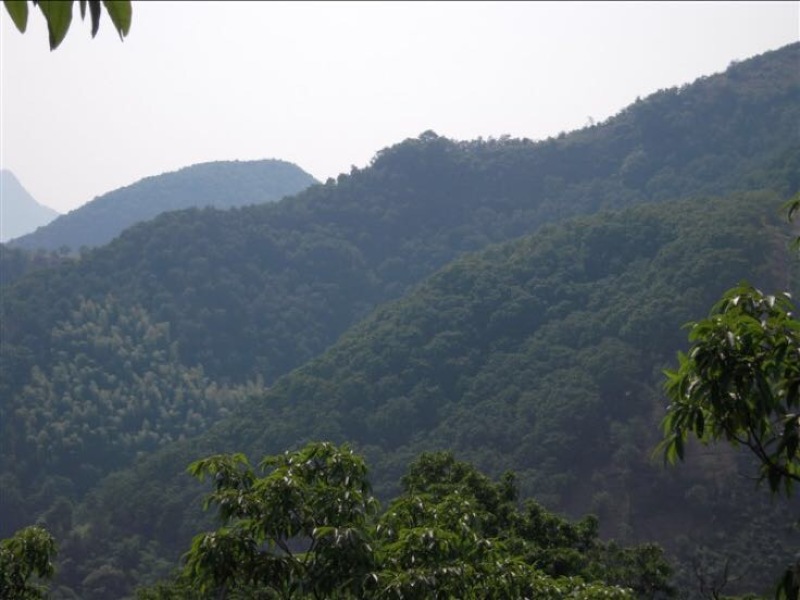 山核桃