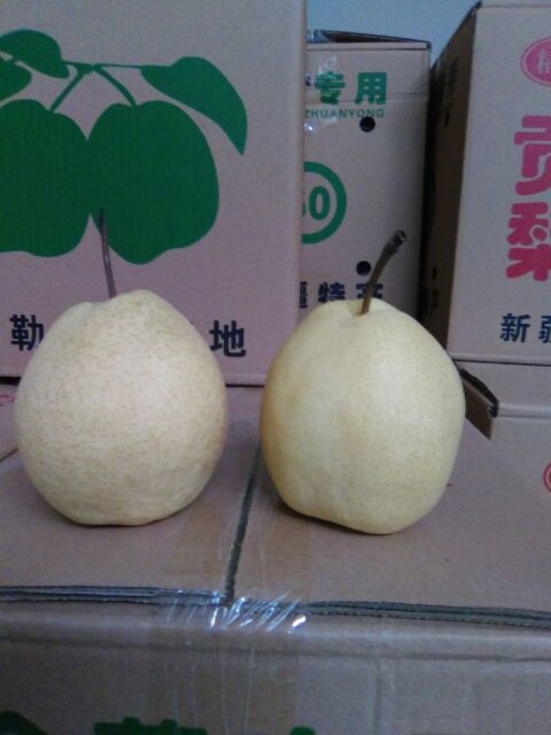 酥梨250~300g膜袋