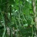 四季豆种子泰国架豆王种子无筋豆豆王种子