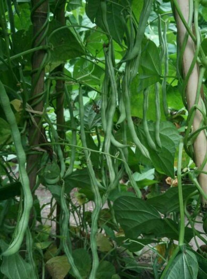 四季豆种子泰国架豆王种子无筋豆豆王种子