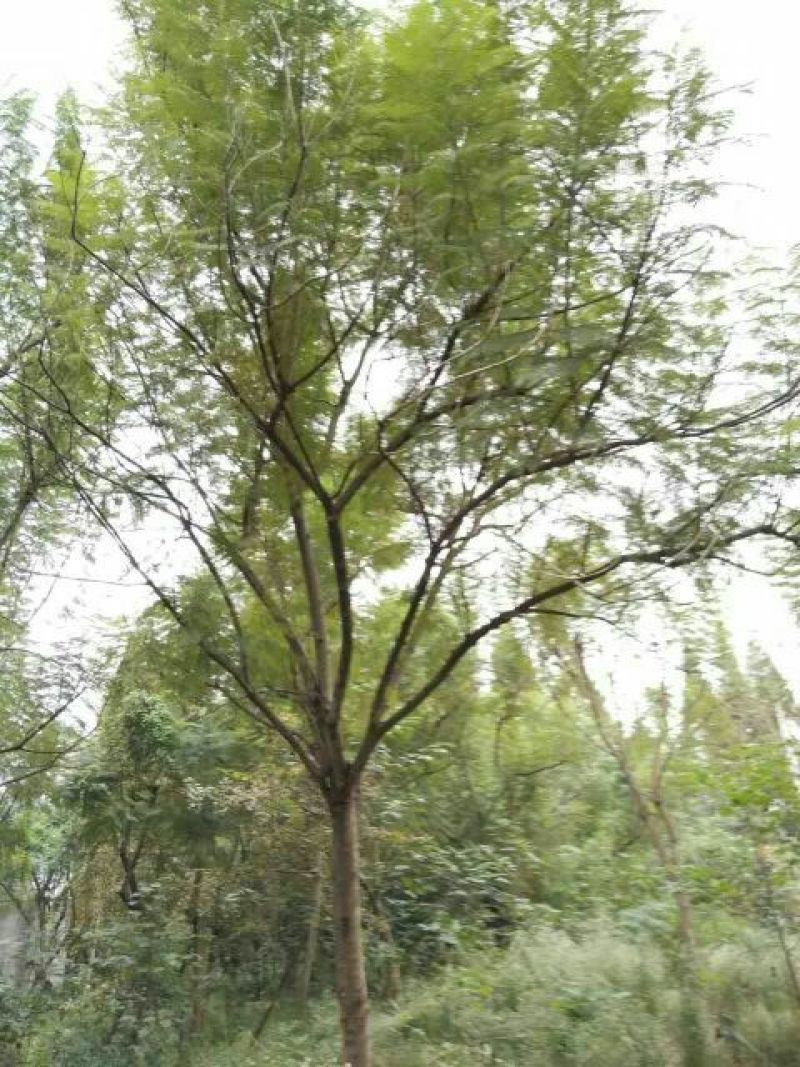 蓝花楹5~8m