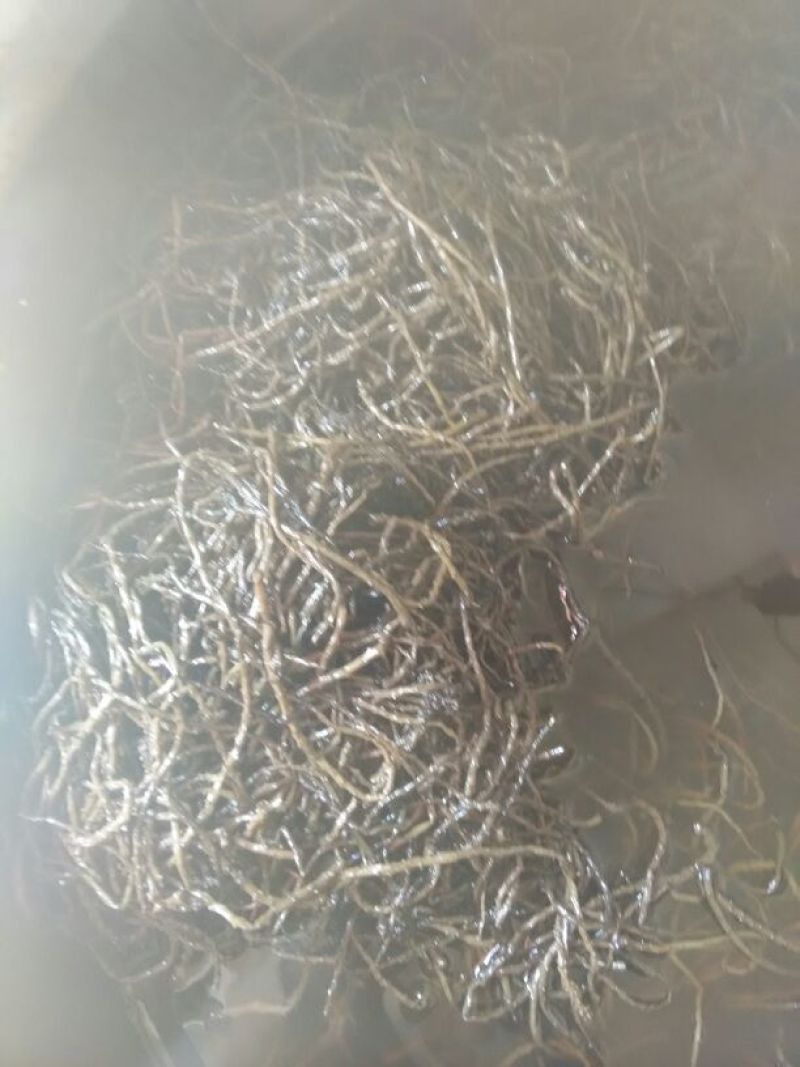核桃花