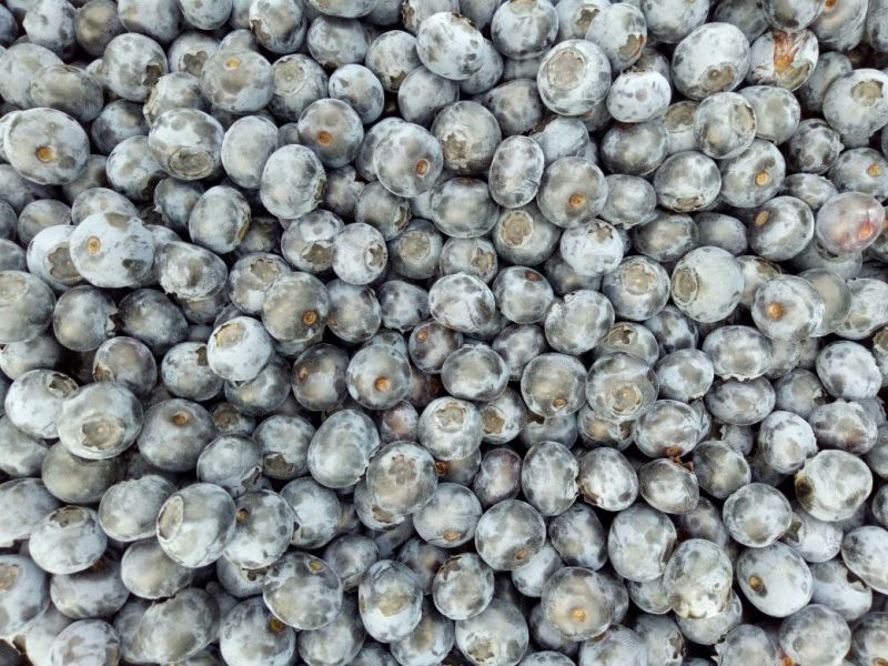 北陆蓝莓鲜果10~12mm以上