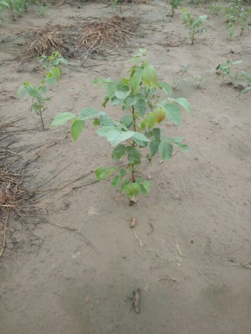 核桃苗一年苗50~100cm