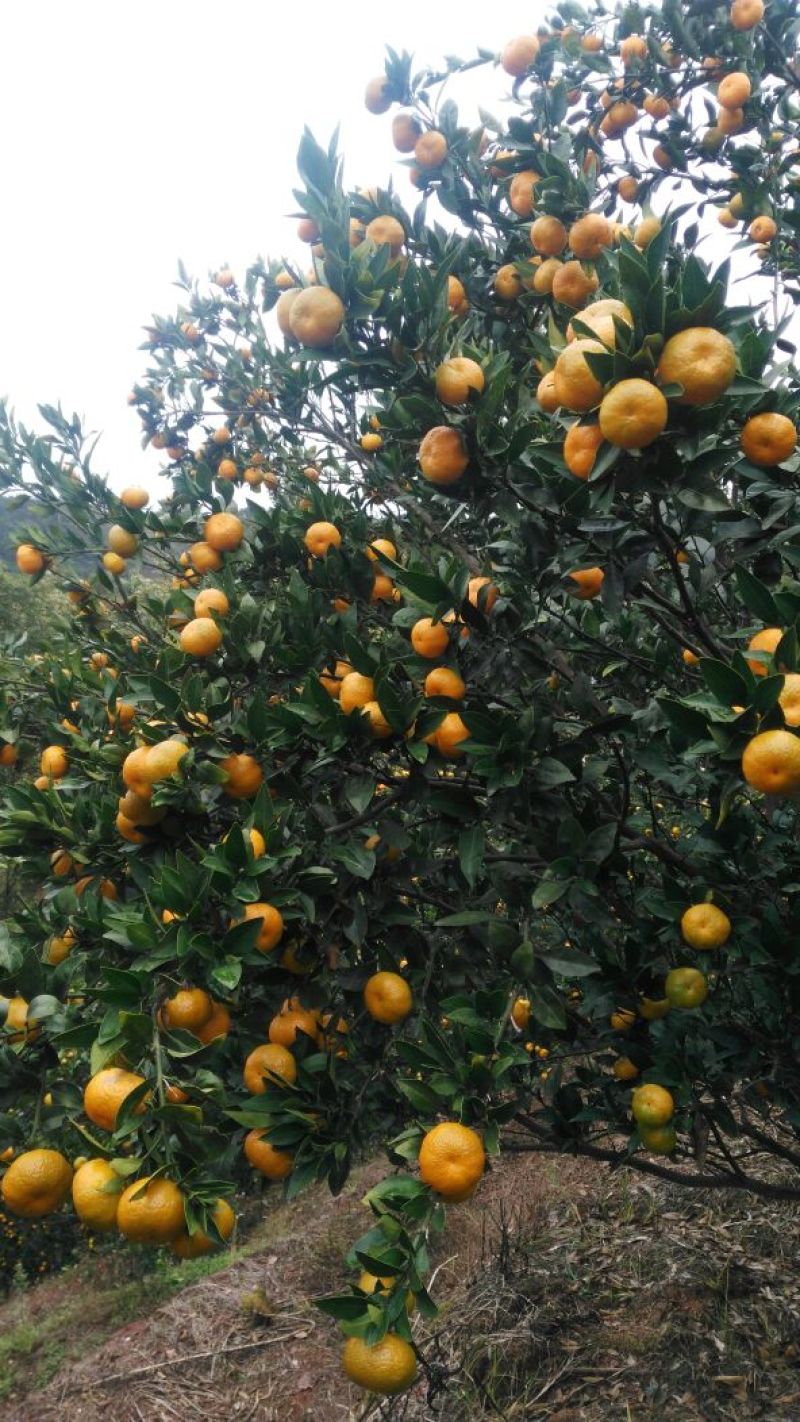 湖南省怀化市芷江侗族自治县禾梨坳乡山地优质小南丰贡桔。