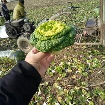 黄心乌塌菜个人种植基地千亩优质乌塌菜