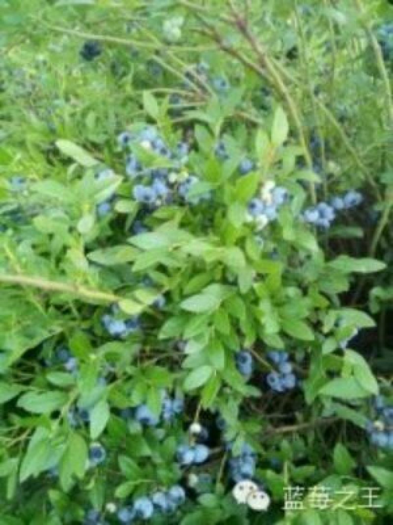 蓝莓鲜果4~6mm以上