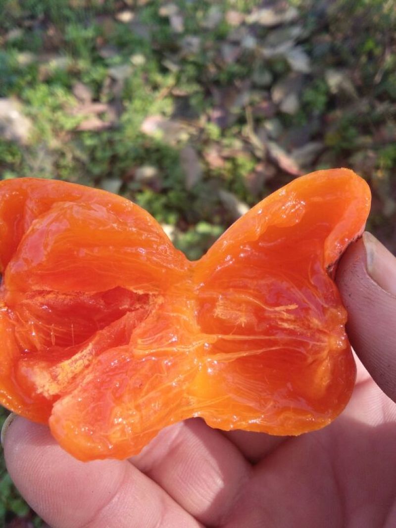 华州区柿子即将上市，大量接单，需要的朋友可以预订