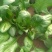 大叶菠菜25~30厘米