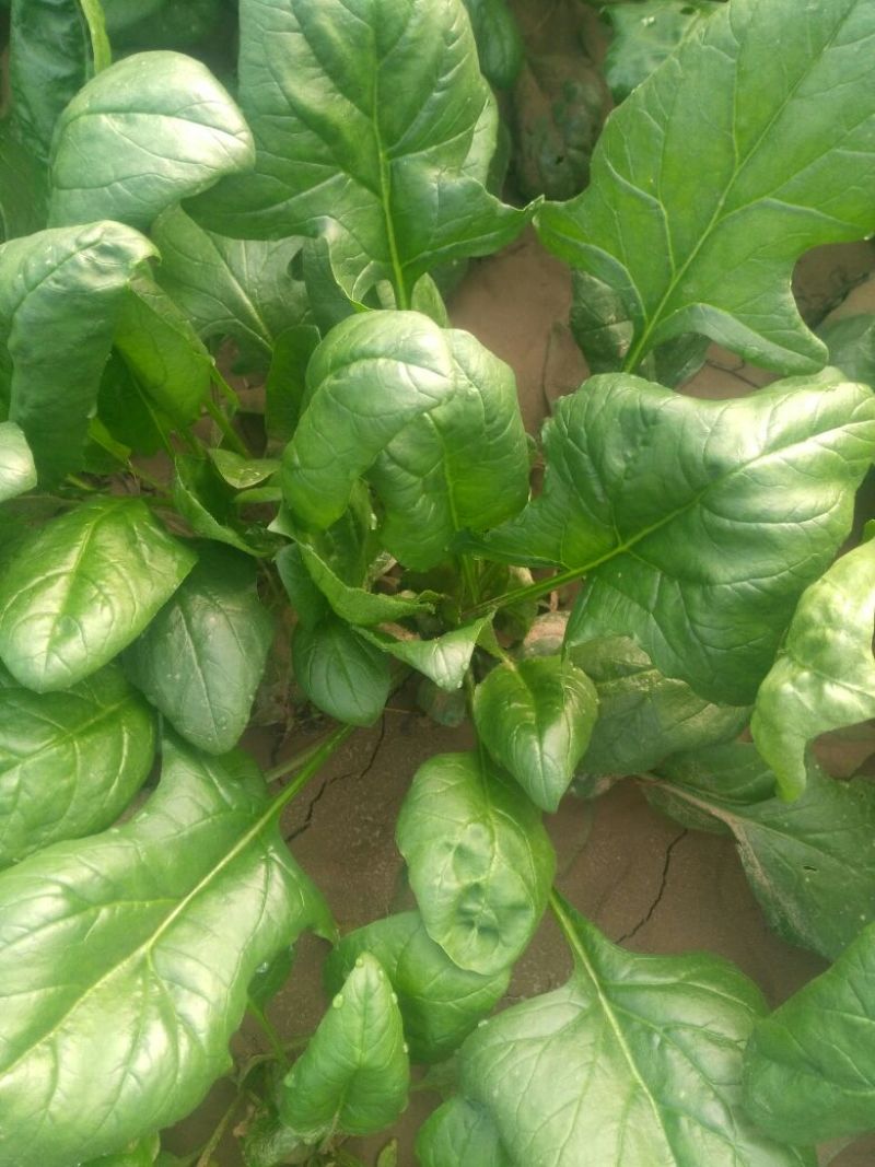 大叶菠菜25~30厘米