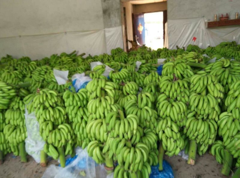 威廉斯香蕉八成熟