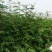 花椒苗0.5~1年
