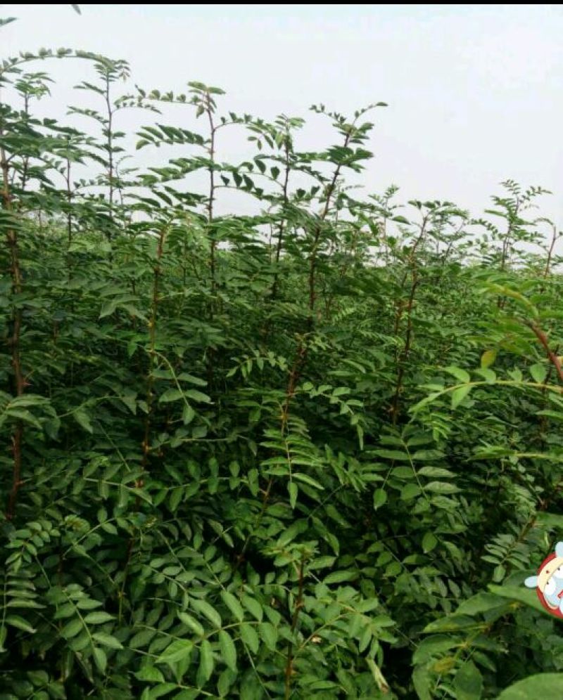 花椒苗0.5~1年