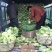 精品平包菜大量上市中，，需要的请联系，欢迎光临