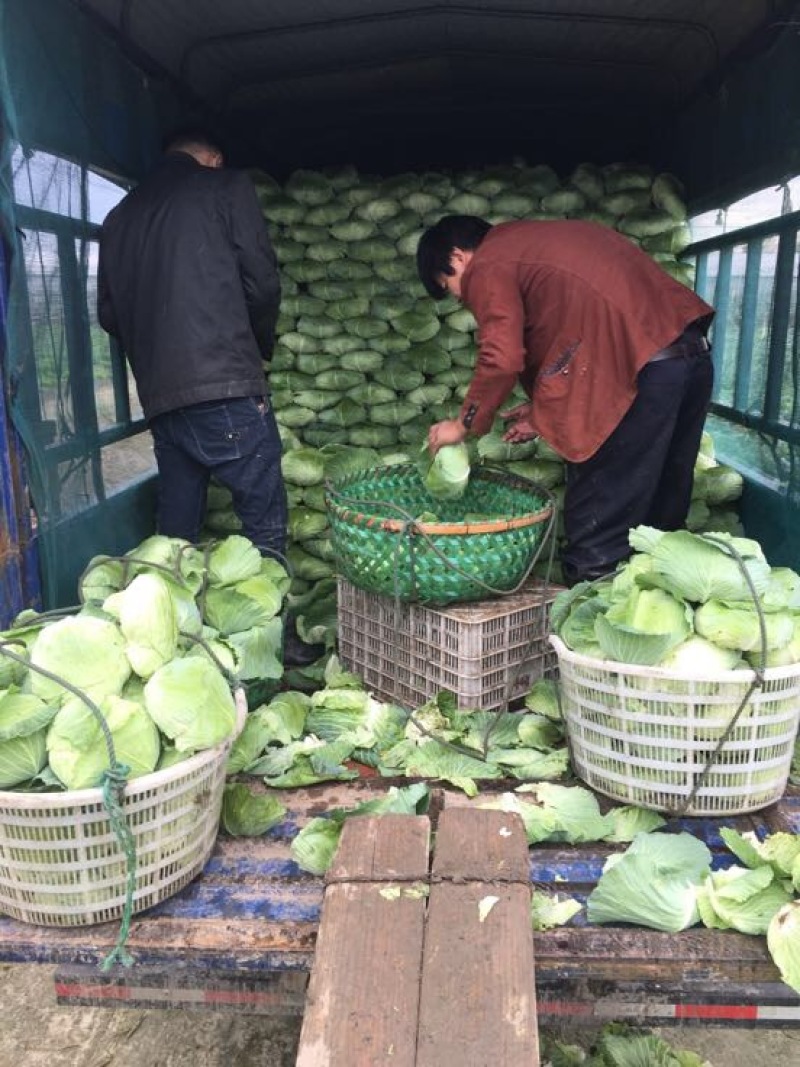 精品平包菜大量上市中，，需要的请联系，欢迎光临
