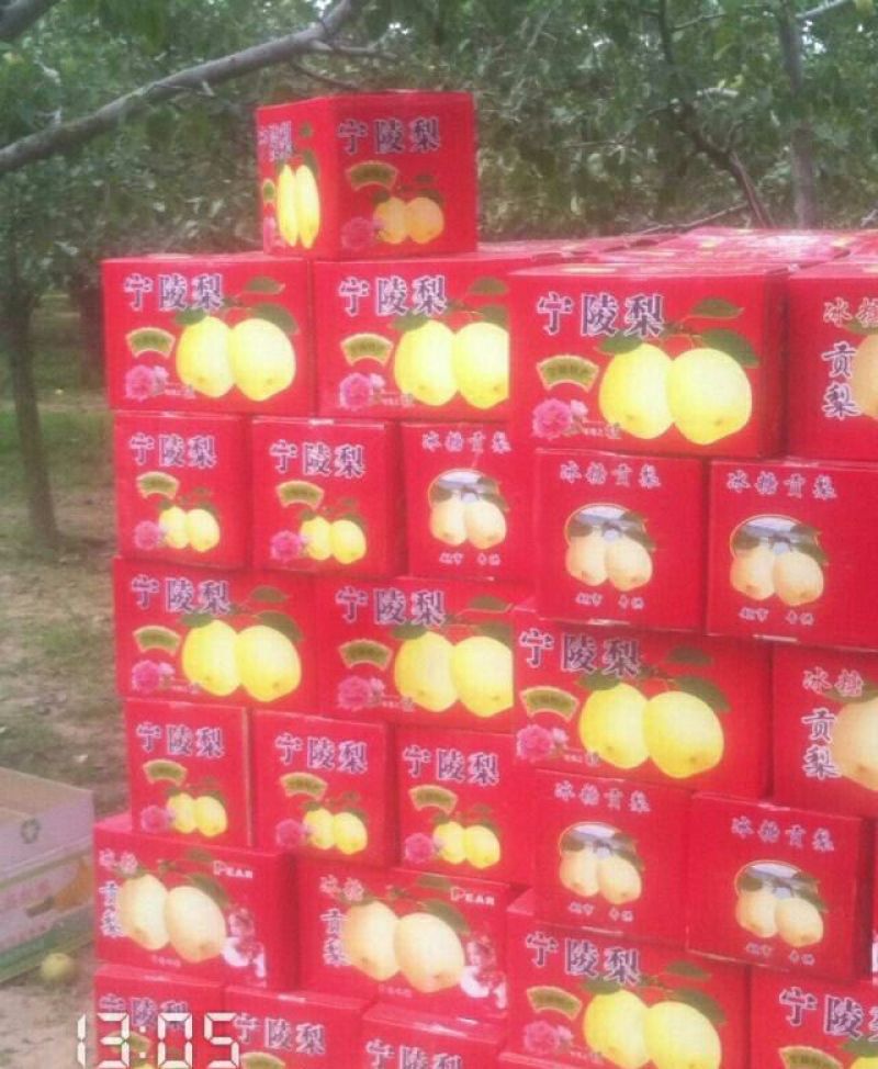 酥梨450~500g纸箱