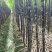 广西博白特产大量现货甘蔗果蔗5~6cm2~2.5米