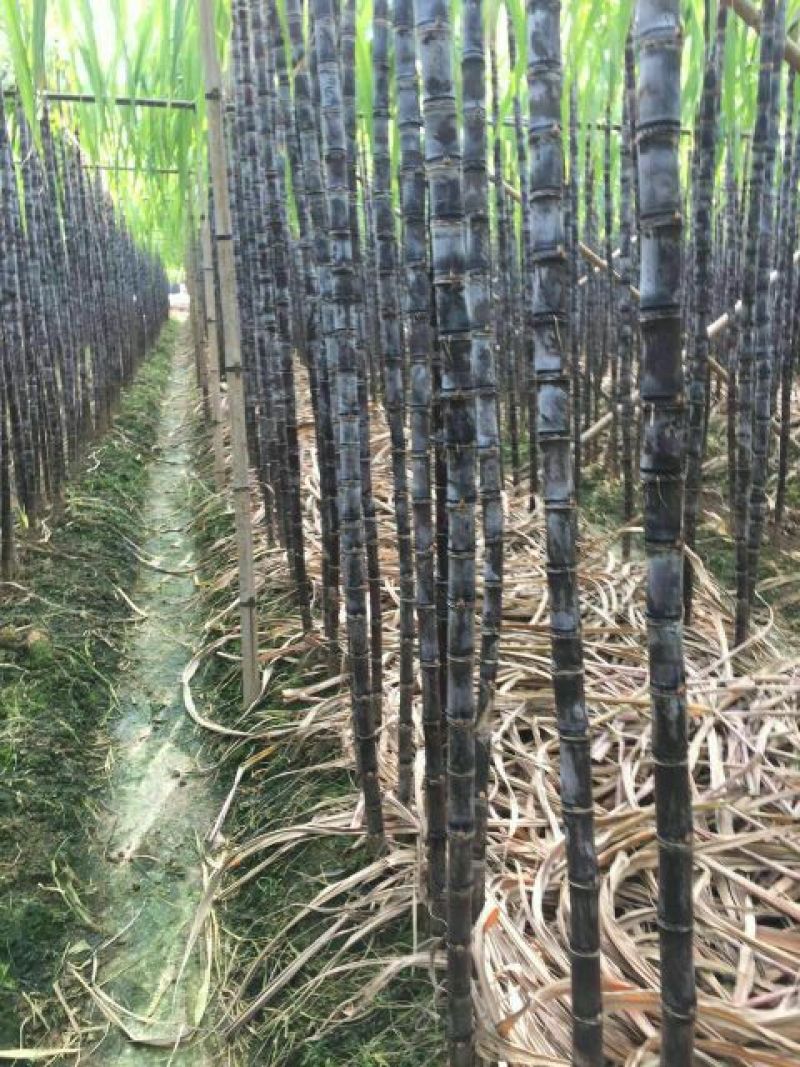 广西博白特产大量现货甘蔗果蔗5~6cm2~2.5米