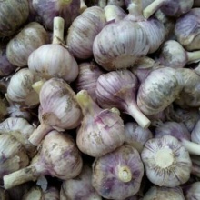 平均直径混级统货紫皮蒜批发采购-一亩田农业