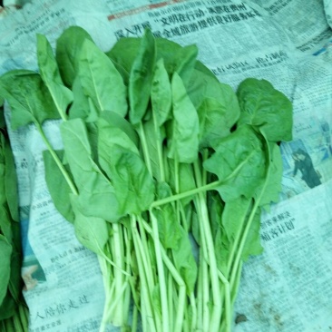 大叶菠菜20~25厘米