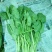 大叶菠菜20~25厘米