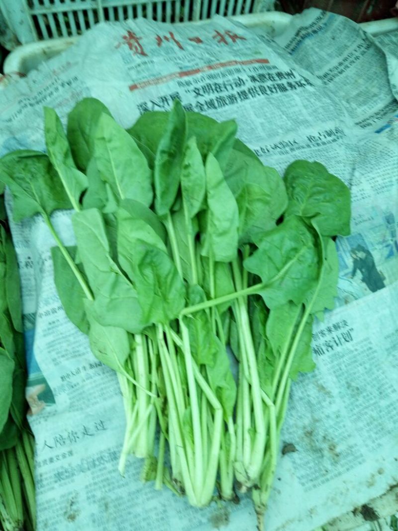 大叶菠菜20~25厘米