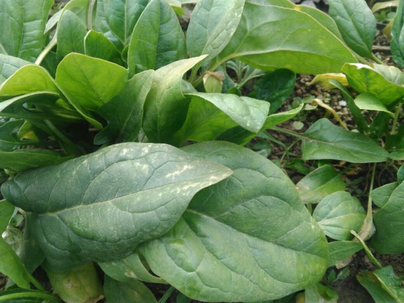 越冬菠菜15~20厘米