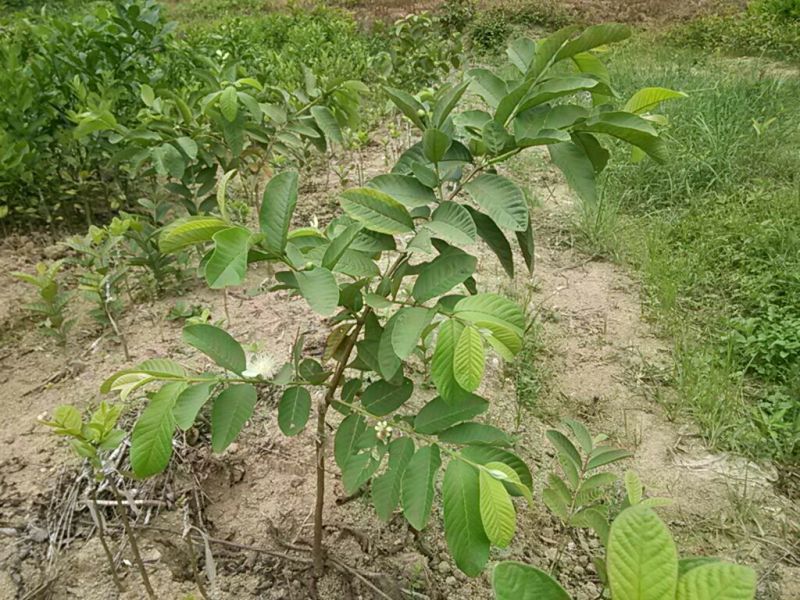 西瓜番石榴苗50~80cm