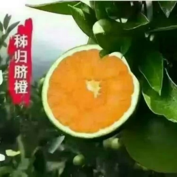 秭归脐橙九月红果冻橙