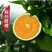 秭归脐橙九月红果冻橙