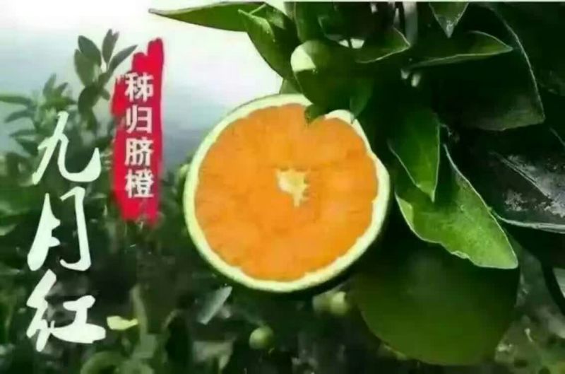 秭归脐橙九月红果冻橙
