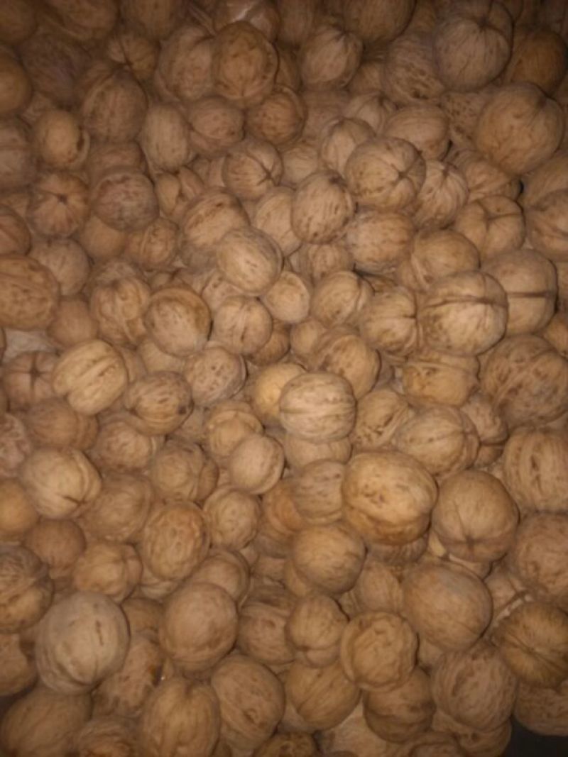 薄皮核桃30mm以上青皮干