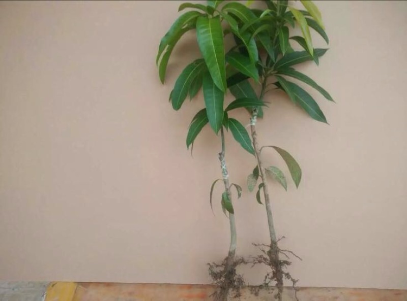 金煌芒树苗