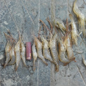 河虾冰鲜虾26~30只/kg