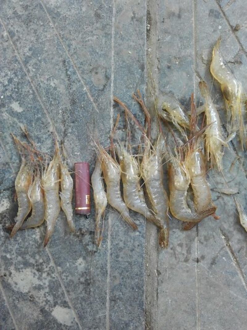 河虾冰鲜虾26~30只/kg